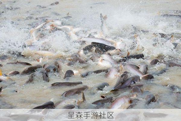 破产鱼友的血泪史：在“黄金鱼潮”活动里，千万别做这三件事